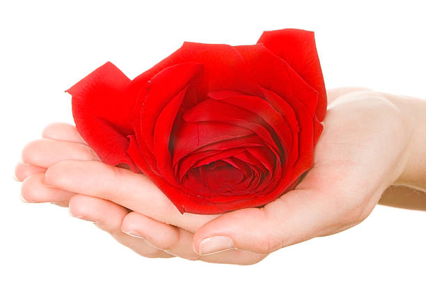 istock red rose in girl's palm 172788329