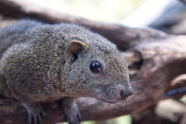 istock Cute Taiwanese squirrel with big eyes in squirrel village 1727883514