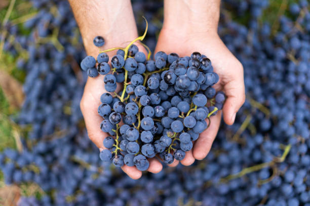 istock Farmers hands with freshly harvested black grapes 1727885840