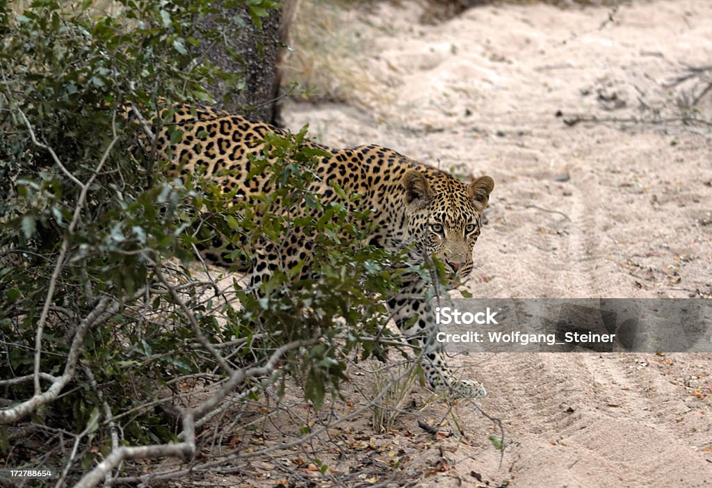 Zu Leoparden in die Tiefes sand - Lizenzfrei Afrika Stock-Foto