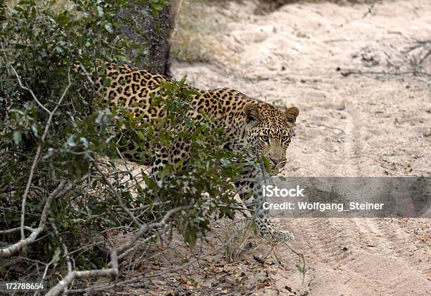 Zu Leoparden In Die Tiefes Sand Stockfoto und mehr Bilder von Afrika - Afrika, Ebene, Fotografie