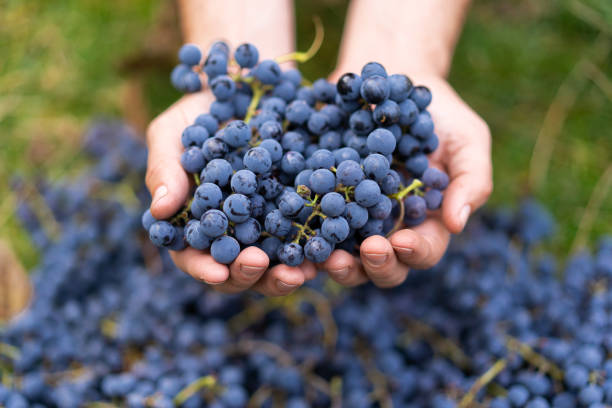 istock Farmers hands with freshly harvested black grapes 1727886973