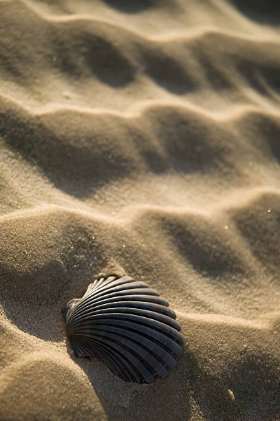 Shell Pecten fumatus-cama King-size (escalopes) na areia ondulado - foto de acervo