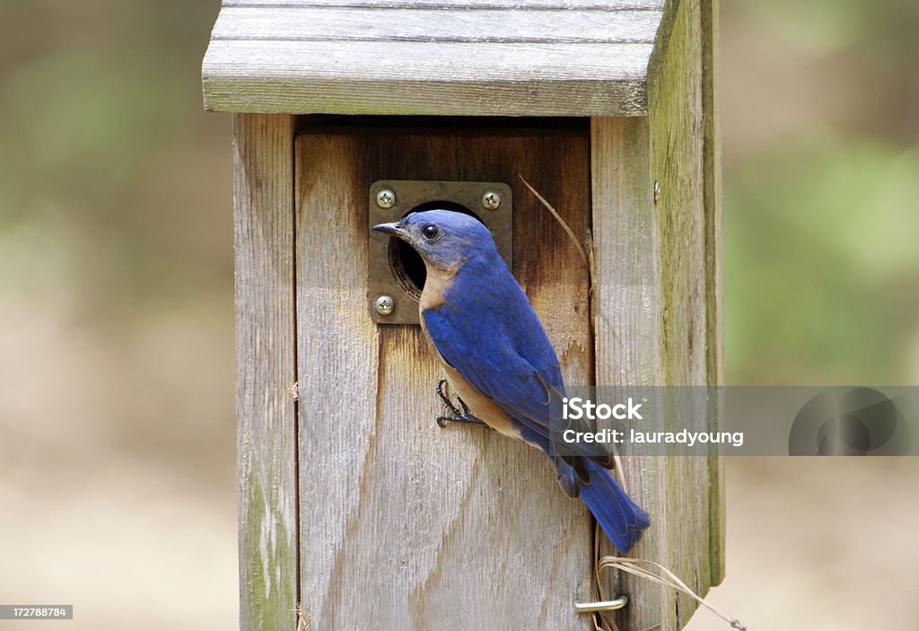 Masculino ninho caixa azul do lado de fora - Foto de stock de Alimentar royalty-free