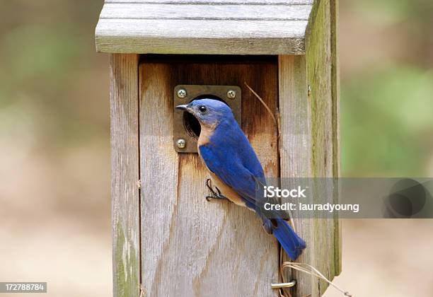 Foto de Masculino Ninho Caixa Azul Do Lado De Fora e mais fotos de stock de Alimentar - Alimentar, Animais Machos, Animal