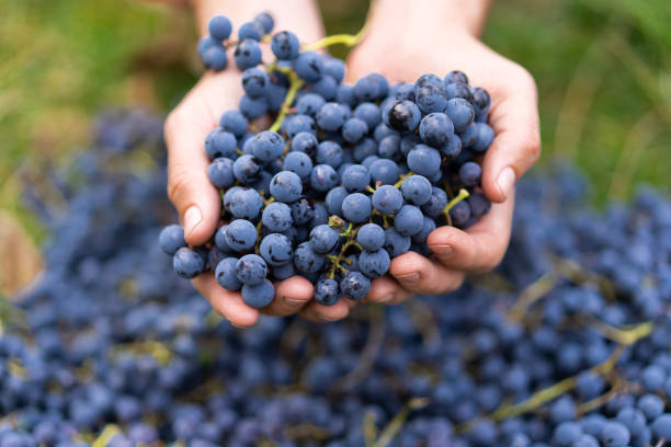 istock Farmers hands with freshly harvested black grapes 1727888028