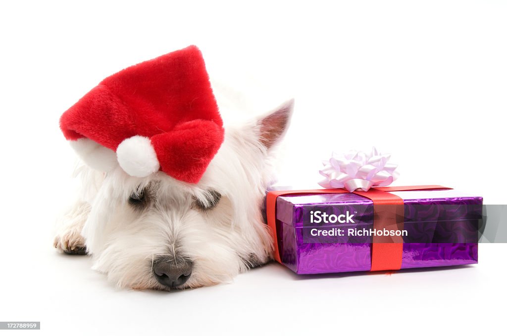 Father Christmas Westie West Highland Terrier in Santa and beard with gifts. Animal Stock Photo