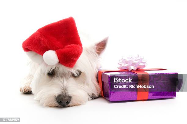 Father Christmas Westie Stock Photo - Download Image Now - Animal, Celebration Event, Christmas