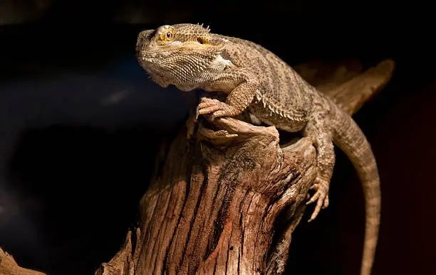 Photo of Bearded Dragon