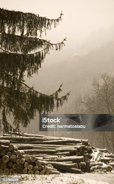 Holzlager Stockfoto und mehr Bilder von Abgestorbene Pflanze - Abgestorbene Pflanze, Abholzung, Agrarland