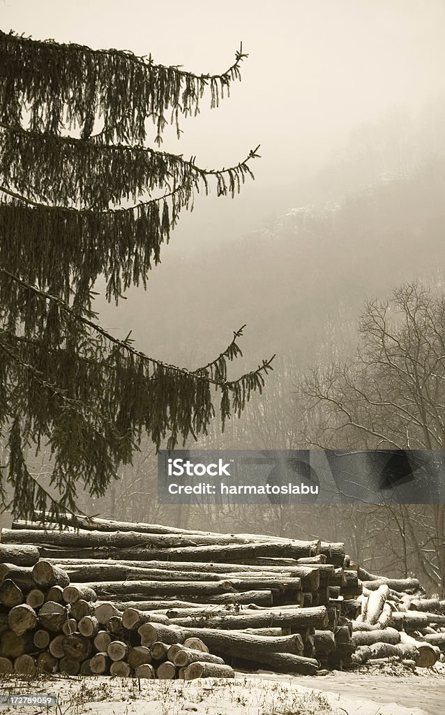 Deposito di legname - Foto stock royalty-free di Albero