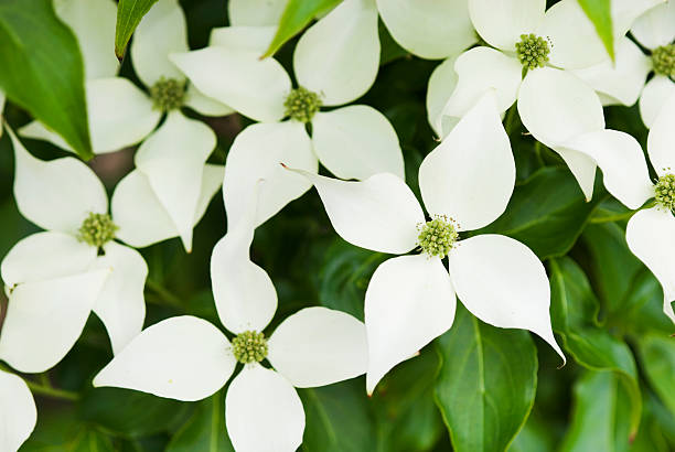 istock Dogwood flowers 172789107