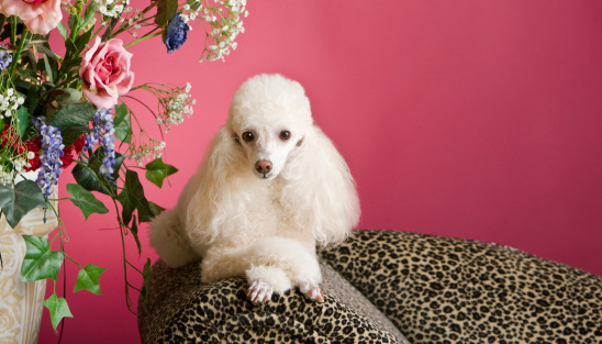A sophisticated poodle poses on the arm of a leopard skin fainting couch with an elegant flower arrangement next to her. She looks completely comfortable among the elegant surroundings. Pinkish or red colored background with copy space.See