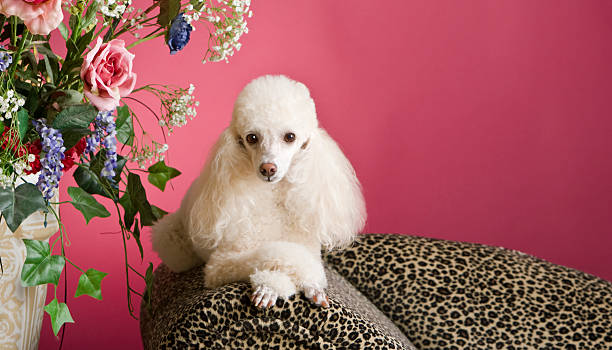 Perfectly Pampered Poodle stock photo