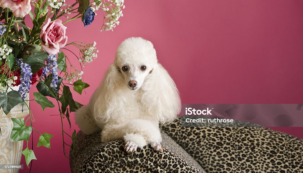 Perfeitamente Pampered Caniche - Royalty-free Cão Foto de stock