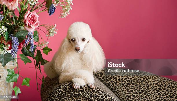 Perfeitamente Pampered Caniche - Fotografias de stock e mais imagens de Cão - Cão, Caniche, Luxo