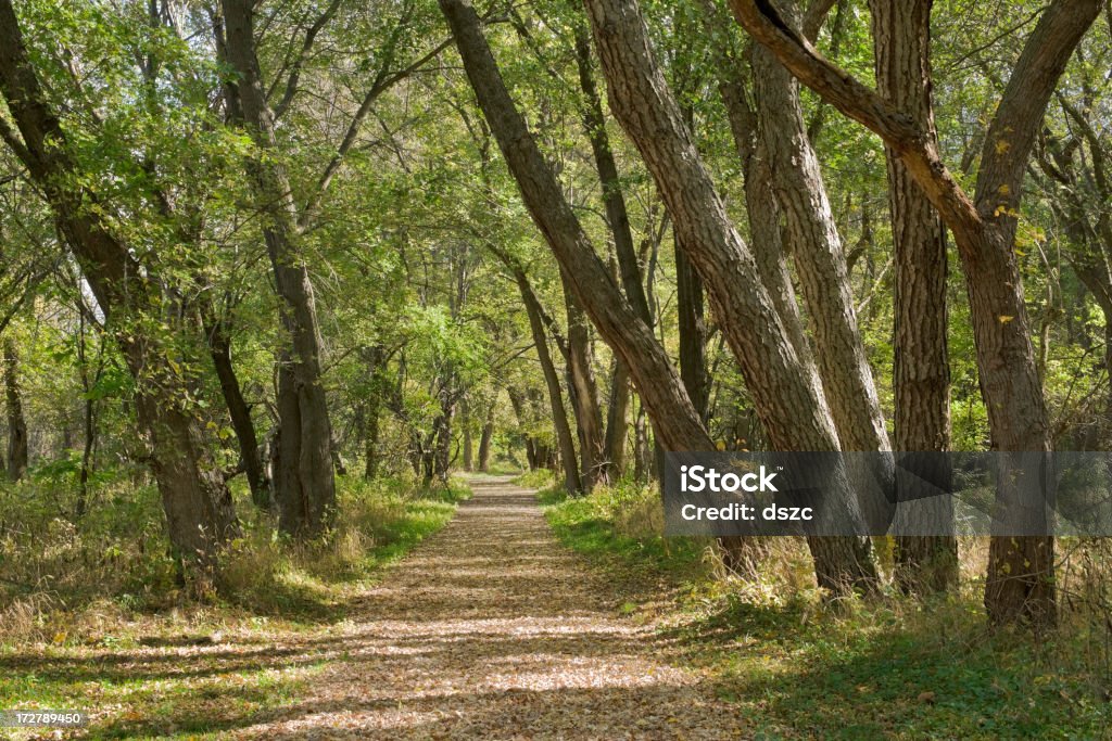 Sentier à travers Forêt de l'été - Photo de Chemin de terre libre de droits