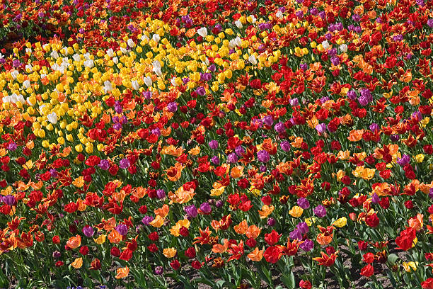 Multicolored Túlipas - fotografia de stock