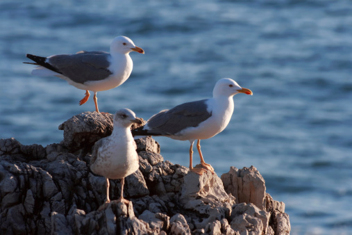 Many seabirds rest on the ocean shore. European sea gull on rock. For travel blogs