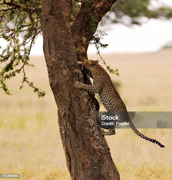 Escalada De Leopardo Na Árvore - Fotografias de stock e mais imagens de Leopardo Africano - Leopardo Africano, Leopardo, Árvore