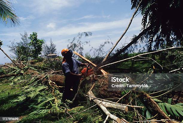 Sensazione Di Albero - Fotografie stock e altre immagini di Disboscamento - Disboscamento, Papua Nuova Guinea, Persone