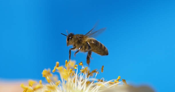 istock |European Honey Bee, apis mellifera, black Bee in Flight, Normandy 1727897661