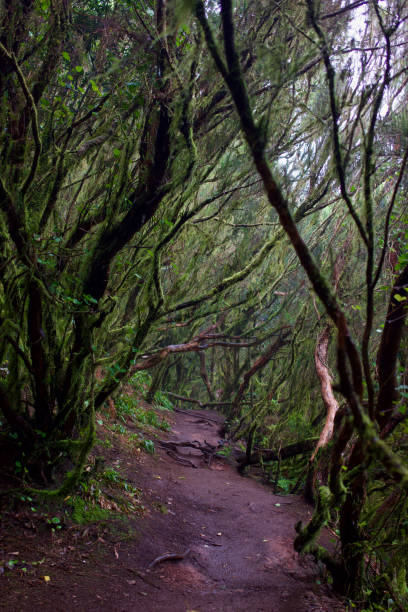 anaga-wald - bioreserve vertical spain europe stock-fotos und bilder