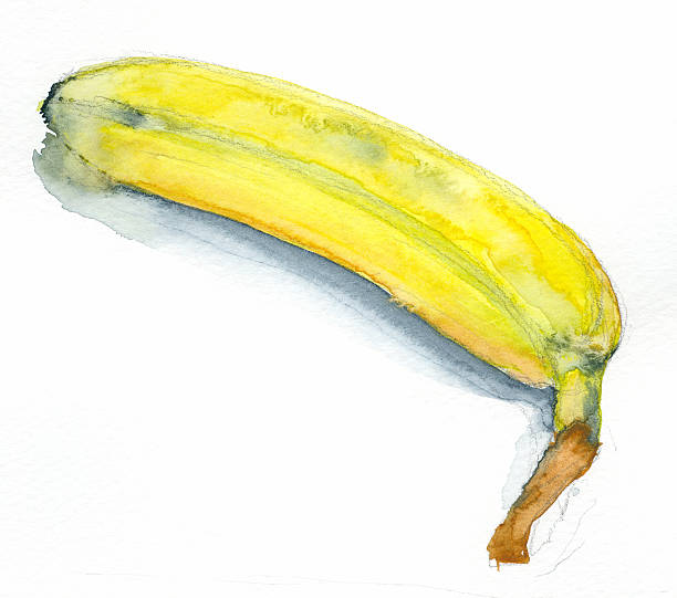 Banana Pintura em Aquarela - ilustração de arte em vetor