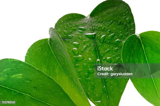 Leaves Isolated On White Stock Photo - Download Image Now - Beauty In Nature, Botany, Bright