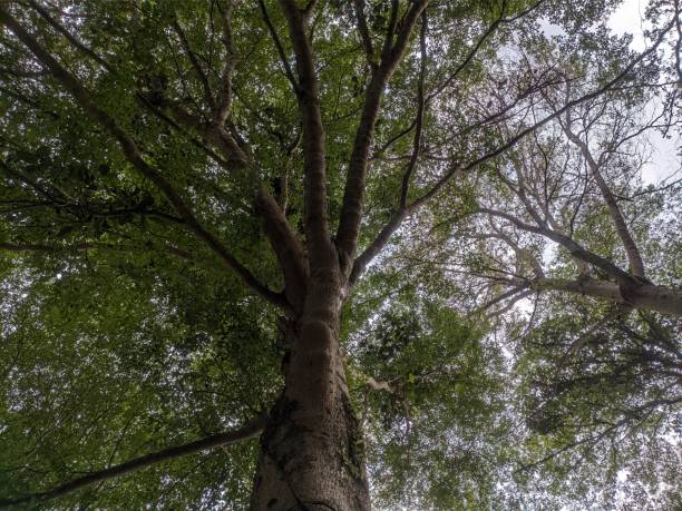 THE TREE OF LIFE