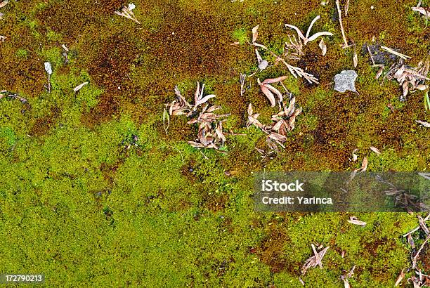Moss Stock Photo - Download Image Now - Brown, Covering, Crowded