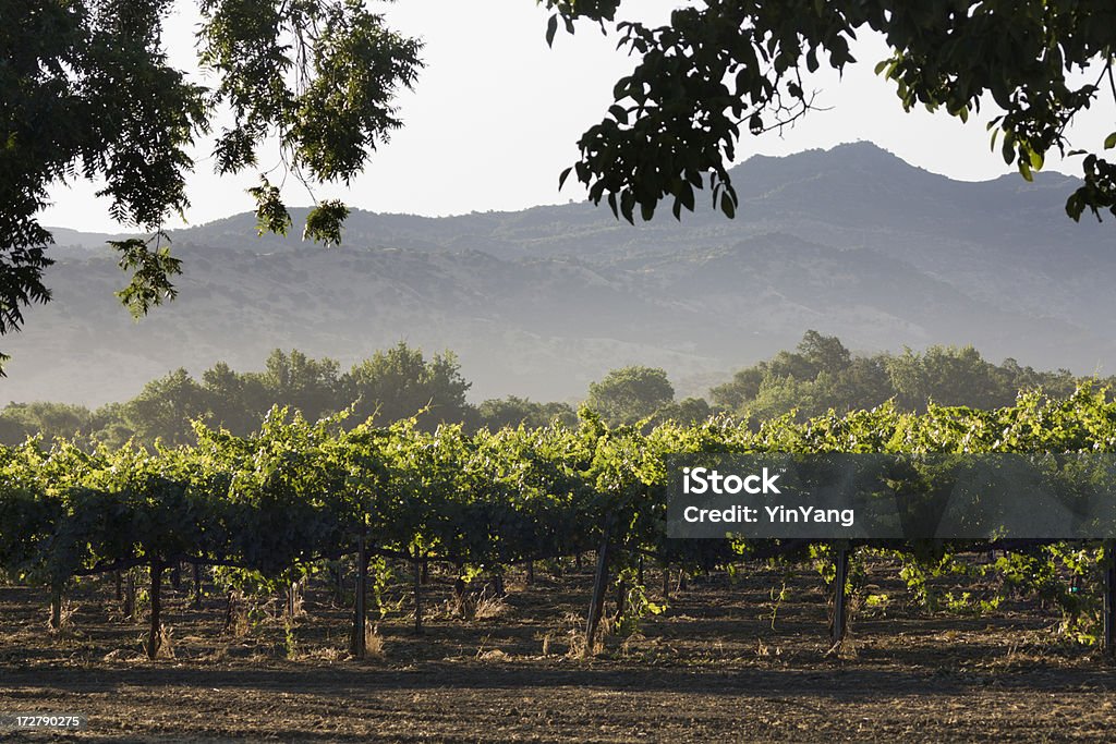 Napa Valley Weingut in den Tag - Lizenzfrei Agrarbetrieb Stock-Foto