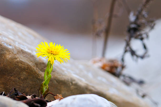 istock Flowering on Rocky Ground 172790322
