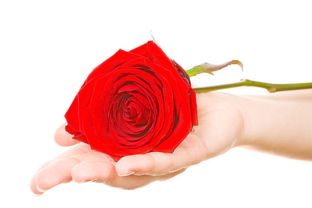 istock red rose on girl's palm 172790354