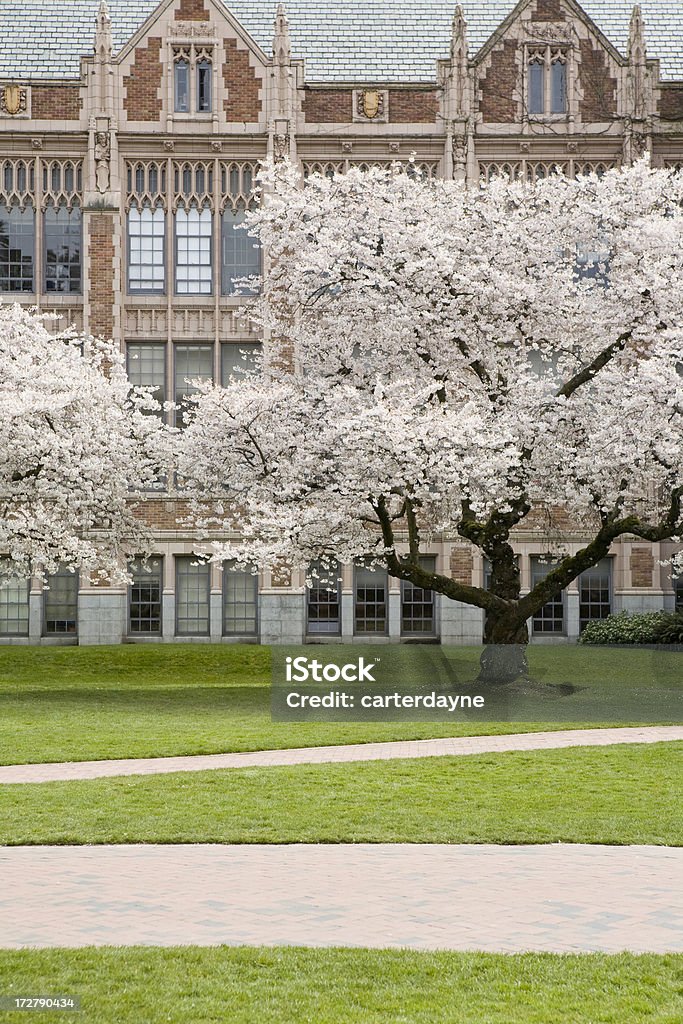 Fiori di ciliegio in primavera - Foto stock royalty-free di Edificio scolastico