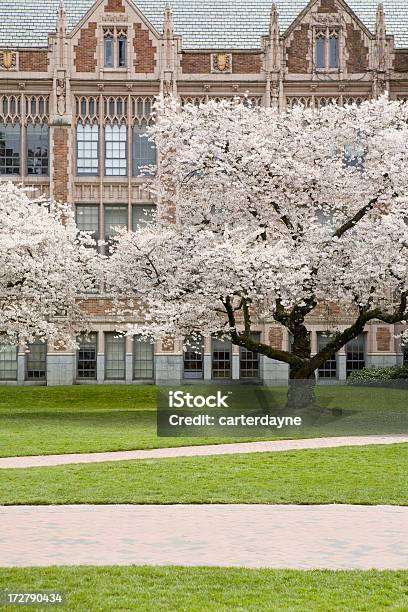 Fiori Di Ciliegio In Primavera - Fotografie stock e altre immagini di Edificio scolastico - Edificio scolastico, Fiore di ciliegio, Albero