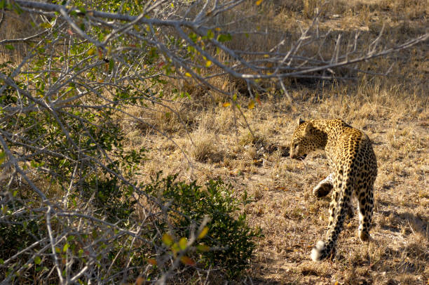 Leopard in Africa