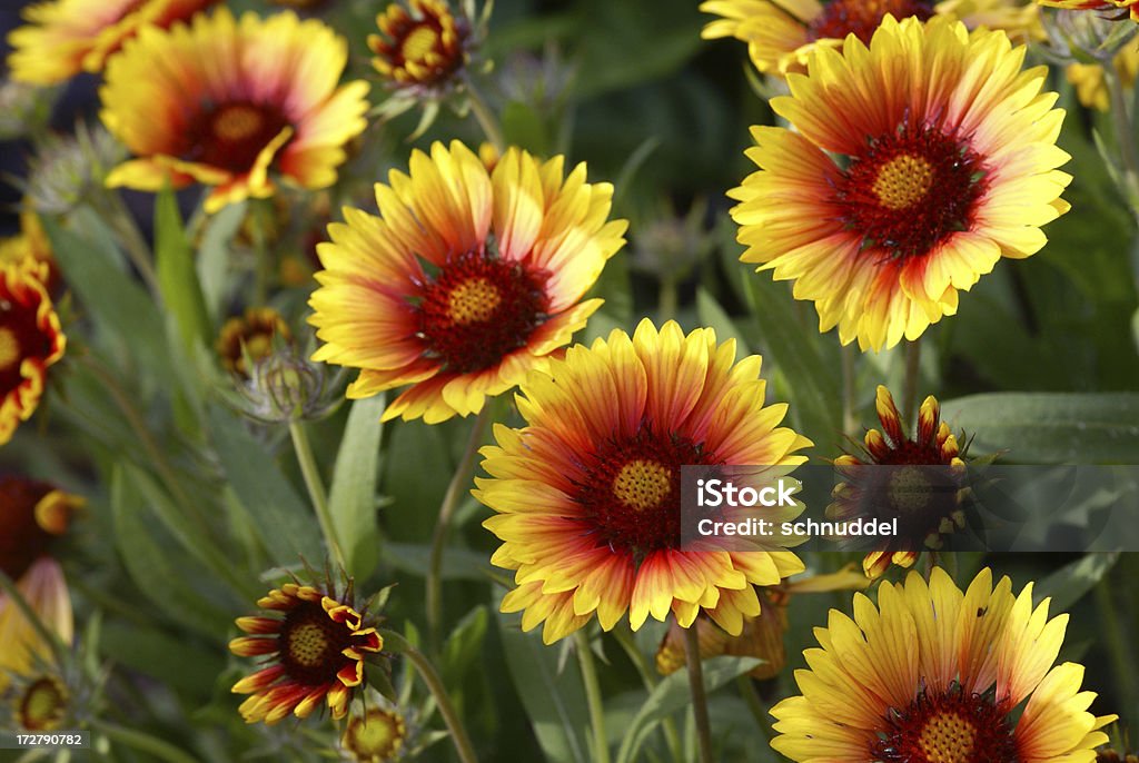 Cockade flowers Cockade flowers.Please see more flower pictures from my Portfolio.Thank you! Blossom Stock Photo