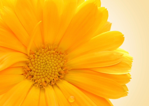 Close up of a Calendula flower on a gradient background.