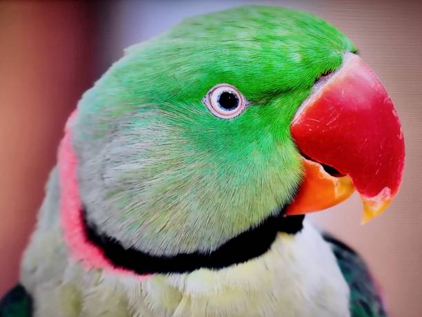 istock Alexandrine parakeet
Birds 1727909036