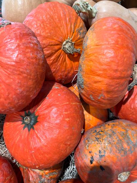 istock Autumn in my garden 1727910720