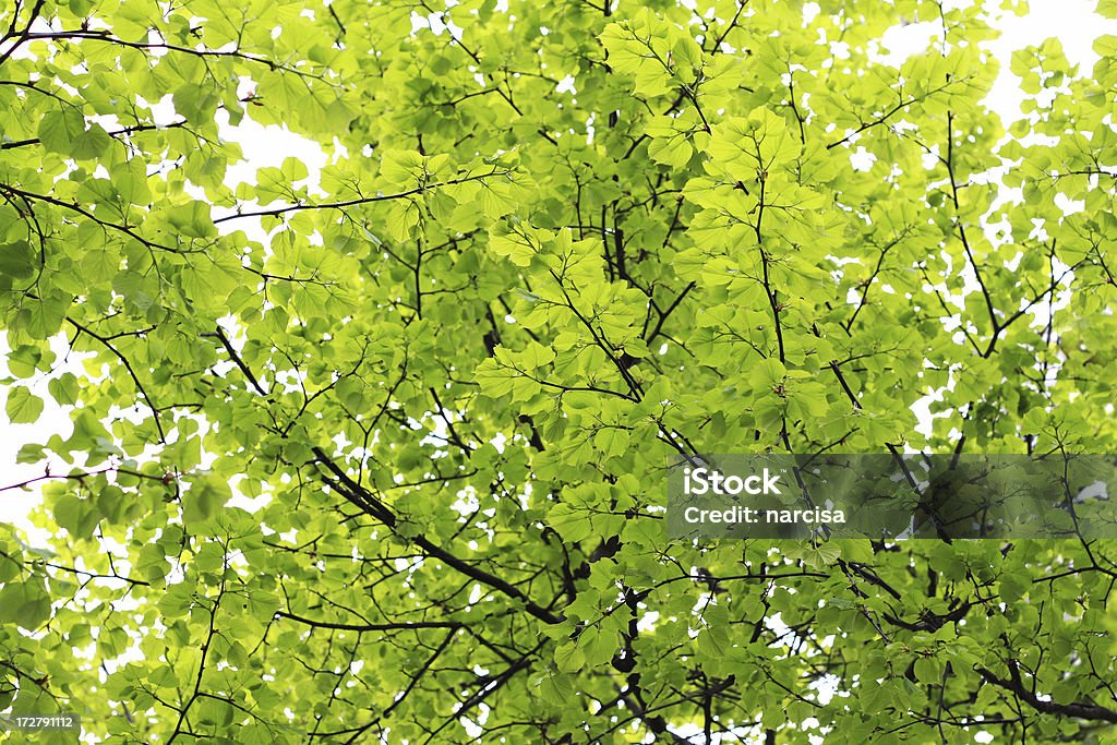 신선한 나뭇잎색 배경기술 - 로열티 프리 0명 스톡 사진