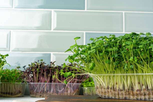 istock Micro green sprouts growing in tray in kitchen against mint tile wall 1727911814