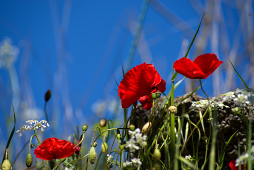 poppies in the grass against the sky