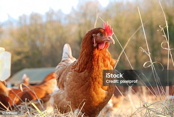 Органическая Куриная Ферма — стоковые фотографии и другие картинки Домашние куры - Домашние куры, Мясо курицы, Яйцо животного