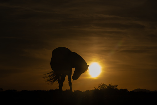 Playing horses in silhouette at sunset