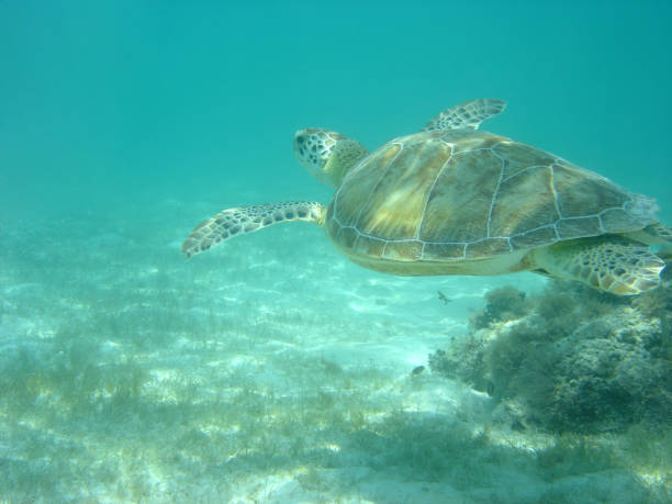 istock Swimming Green Sea Turtle 172791473