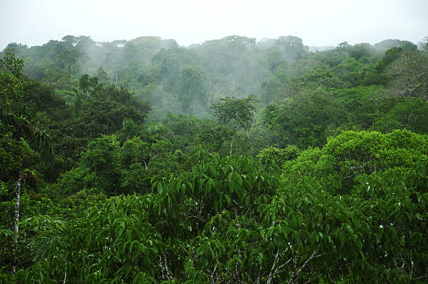 Amazon Canopy stock photo