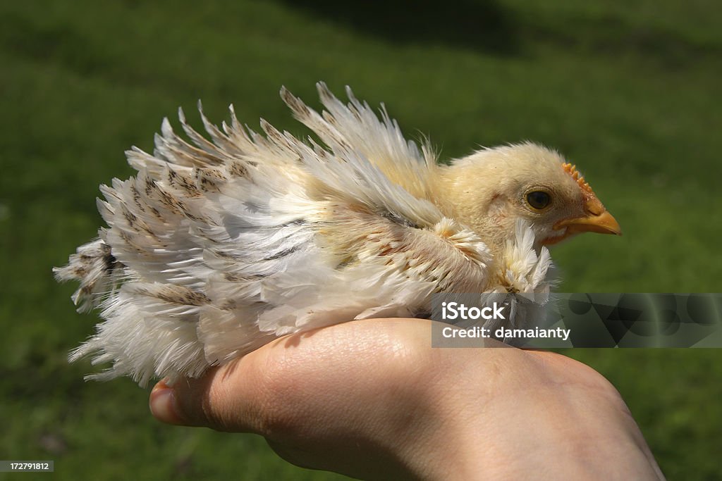 Kleines Huhn in der hand palm - Lizenzfrei Domestizierte Tiere Stock-Foto