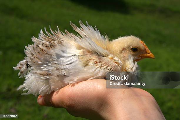 Kleines Huhn In Der Hand Palm Stockfoto und mehr Bilder von Domestizierte Tiere - Domestizierte Tiere, Eine Person, Einzelnes Tier